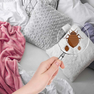 Bed Bug control in New Orleans